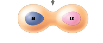 <p>2nd step in mating cells. Binding of the factors to receptors induces changes in the cells that lead to their fusion</p>