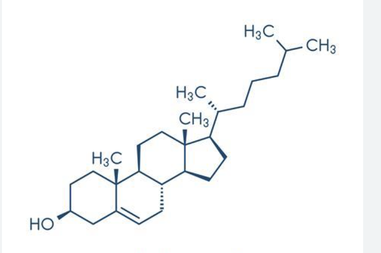 <p>important for plasma membrane and cell growth/division</p>
