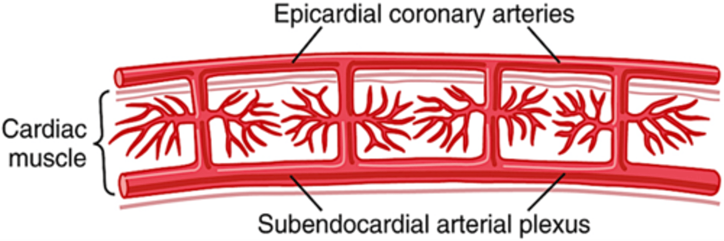 <p>What are intramuscular arteries?</p>