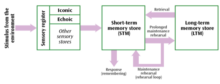 <p>Sensory register</p><ul><li><p>the place where information is held at each of the senses</p></li><li><p>a stimulus from the environment will pass into the sensory register</p></li><li><p>two main stores are iconic (visual information) and echoic (acoustic information)</p></li><li><p>the sensory register has a high capacity but a very short duration</p></li><li><p>it will only pass further into the short term memory if it pays attention to it</p></li></ul><p></p><p>Short term memory</p><ul><li><p>capacity 5-9 items, duration 18-30 seconds, coding acoustically</p></li><li><p>maintenance rehearsal is when we repeat material over and over again. This keeps information in our STM as long as we rehearse it. If we rehearse it long enough it will enter into the LTM</p></li></ul><p></p><p>Long term memory</p><ul><li><p>capacity unlimited, coding semantic, duration lifetime</p></li><li><p>although material is stored in the LTM, when we want to recall it it has to travel back through the STM by a process called retrieval</p></li></ul>