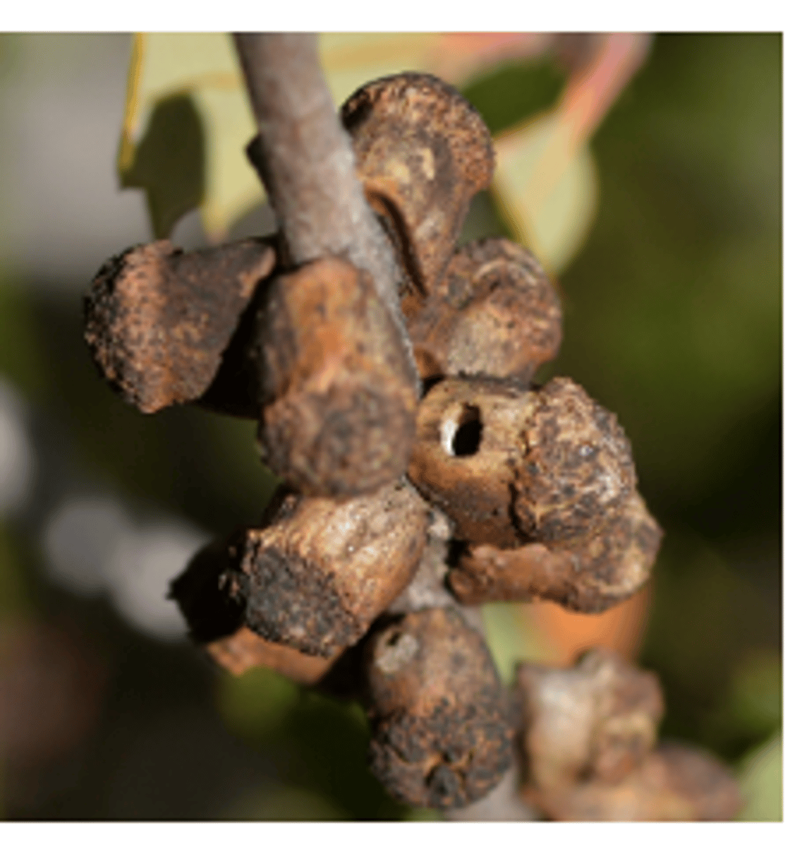 <p>- soft and fleshy, and when old they are hard and pithy, and exit holes will usually be present (where insects escaped</p>
