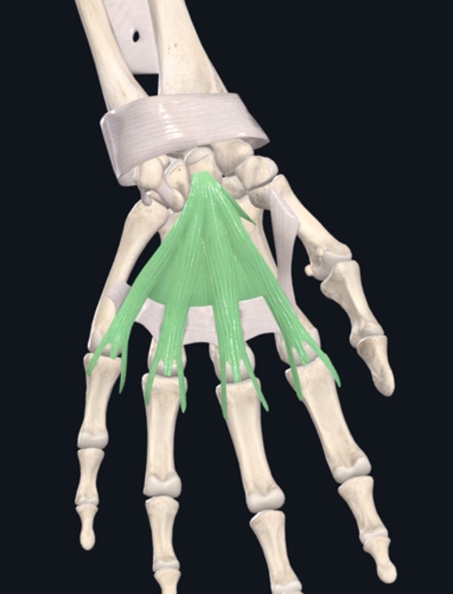 <p>thick and strong, overlies the central compartment of the palm. Continuous superiorly with the flexor retinaculum and palmaris longus tendon (when present) and forms central compartment of hand</p>