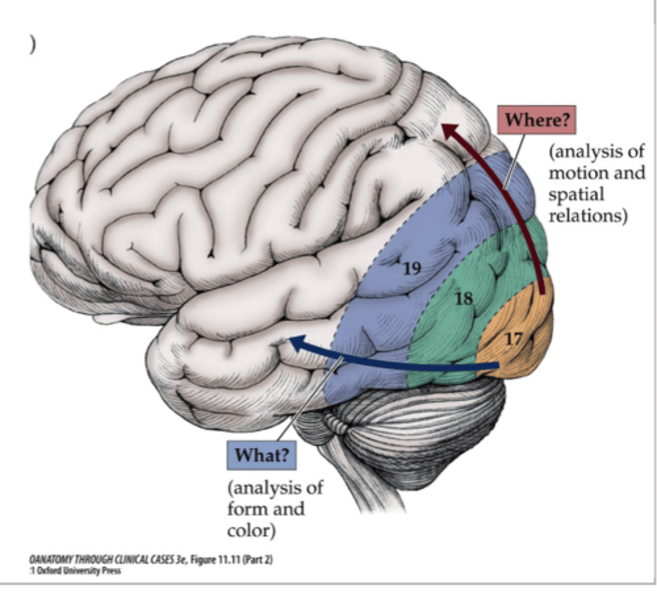 <p>Dorsolateral parieto-occipital cortex</p>