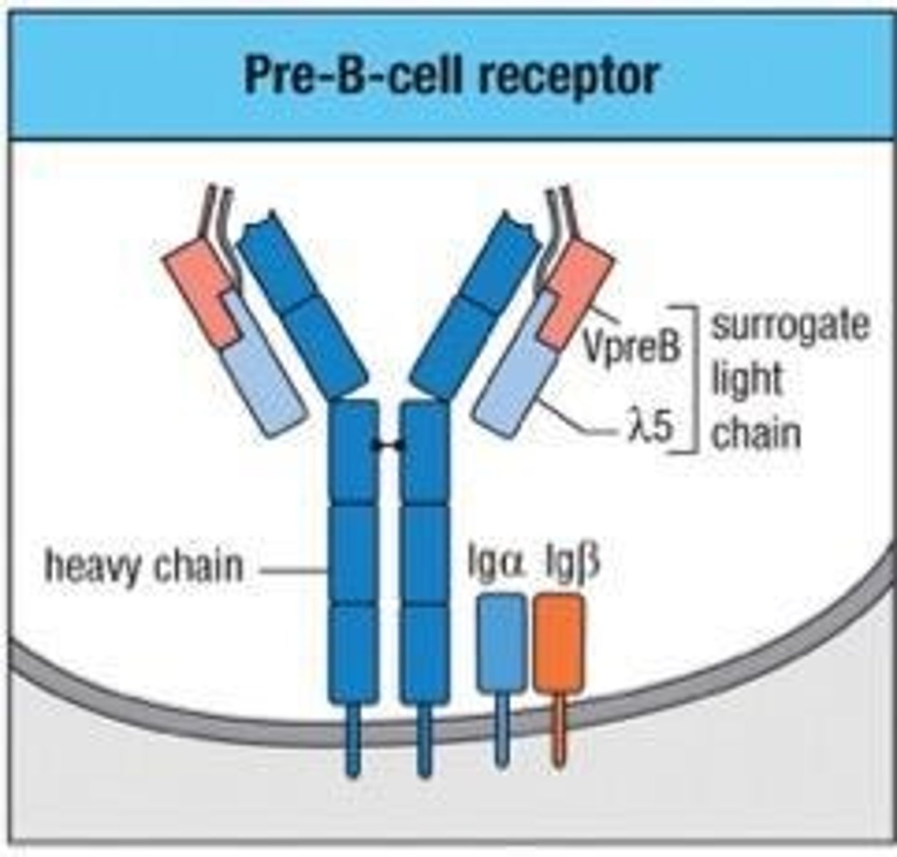 <p>It tests the ability of the heavy chain to interact with the light chain to form an antibody.</p>