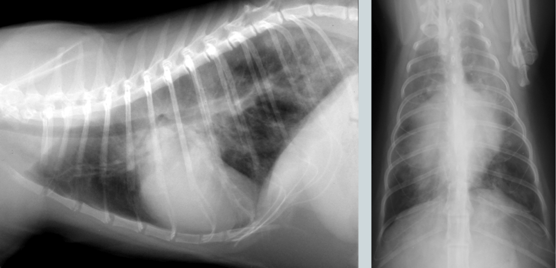 <p>Cardiogenic edema (perihilar distribution)</p><p>Cat: would look patchy and mulitfocal anywhere (see image)</p>