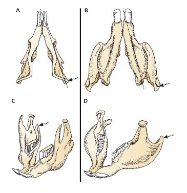 <p>A and C mandible morphology</p>