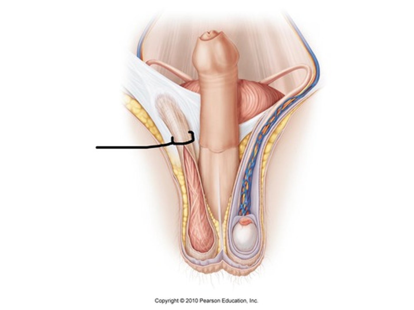 <p>-bundle of fibrous connective tissue containing the ductus (vas) deferens and testicular n/a/v</p><p>-pinned high</p>