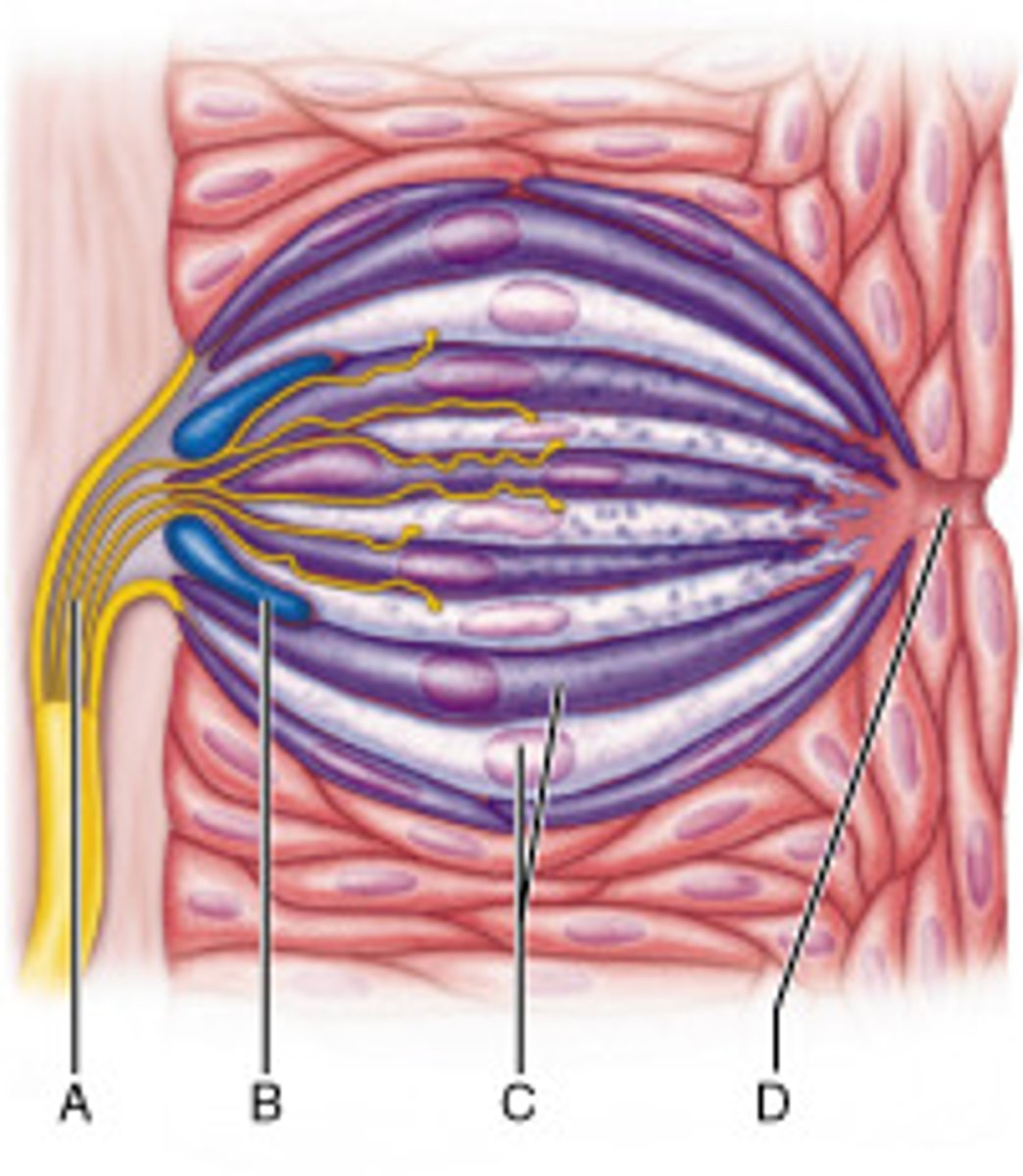 <p>fungiform, foliate, and vallate</p>