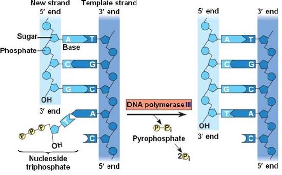<ul><li><p>adds nucleotides to only the 3’ end (new nucleotides are added to the phosphate group) because strands are antiparallel meaning that the 3’ end of the original strand is the 5’ end of the new strand</p></li><li><p>DNA replication keeps proceeding in the 5’ to 3’ direction along the new strand</p></li></ul><p></p>