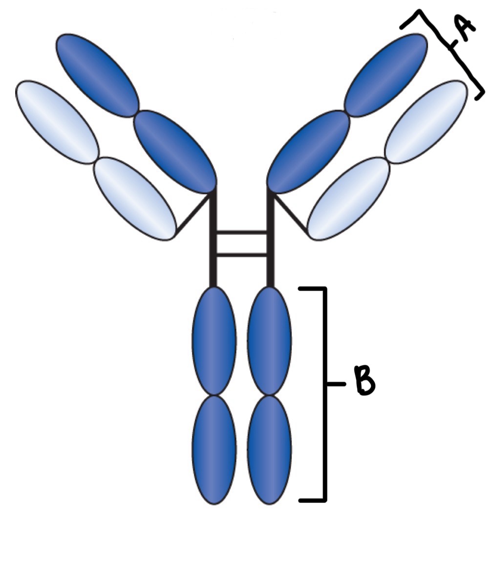 <p>Label</p>
