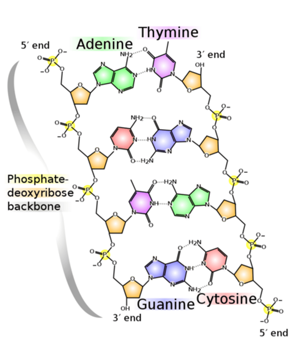 <p>Structure of DNA:</p><p>Double stranded, alpha double helix with sugar-phosphate backbone on each strand</p><p>Deoxyribose sugar</p><p>Nucleotide sequences are held together by phosphodiester bonds (between phosphate and carbon 5).</p><p>Two strands are held together by hydrogen bonds between bases</p><p>The two strands are alternate- one strand is from 5' to 3', while the other strand is from 3' to 5'</p><p>(referring to which carbon the phosphodiester bond is on)</p>