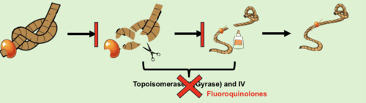 <p>- fluoroquinolones block topoisomerase</p><p>- block topoisomerase II in gram (-) bacteria</p><p>- block topoisomerase IV in gram (+) bacteria</p><p>- bactericidal, concentration-dependent</p>