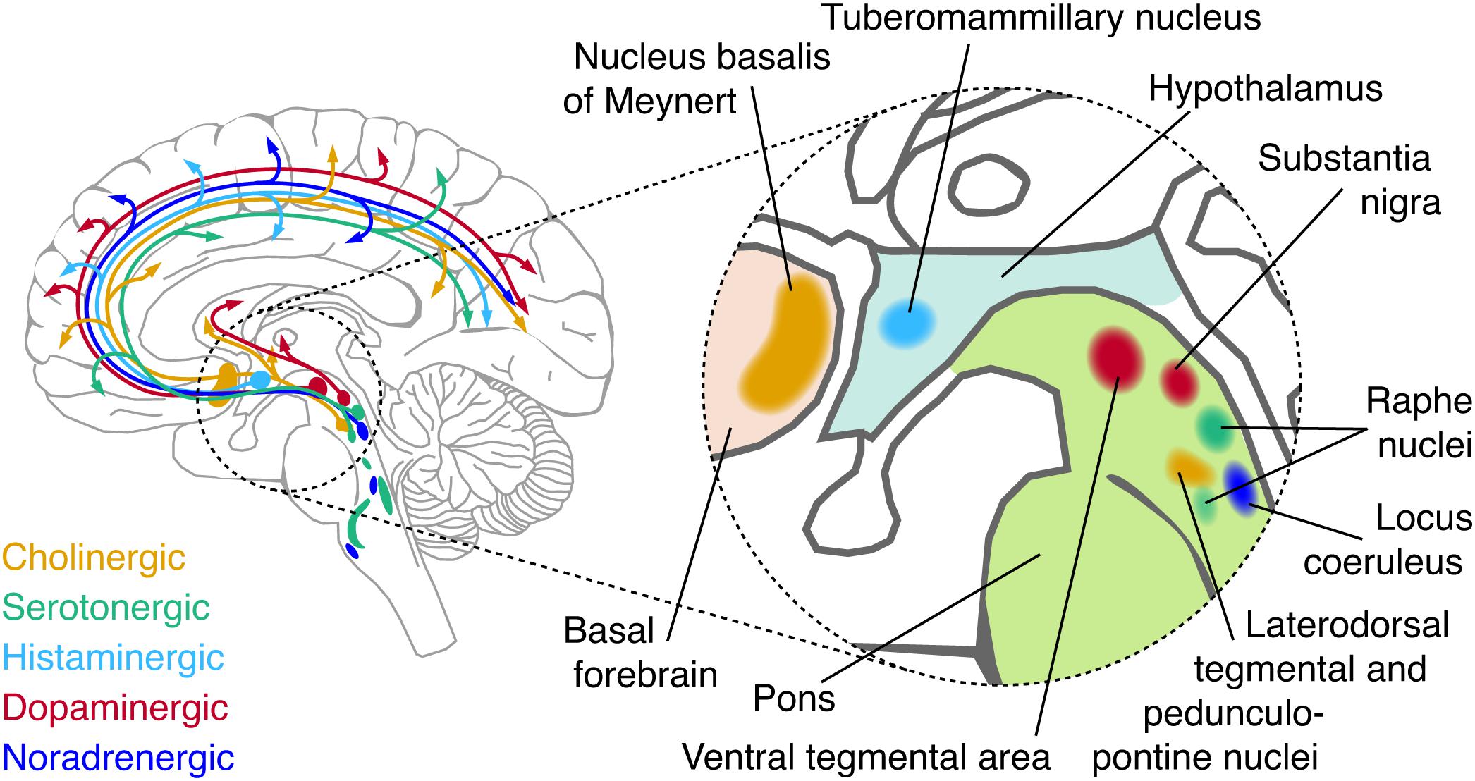 <p>In a small number of specific <strong>brainstem nuclei</strong>, such as the raphe nuclei (serotonin), locus coeruleus (noradrenaline), and substantia nigra (dopamine).</p>