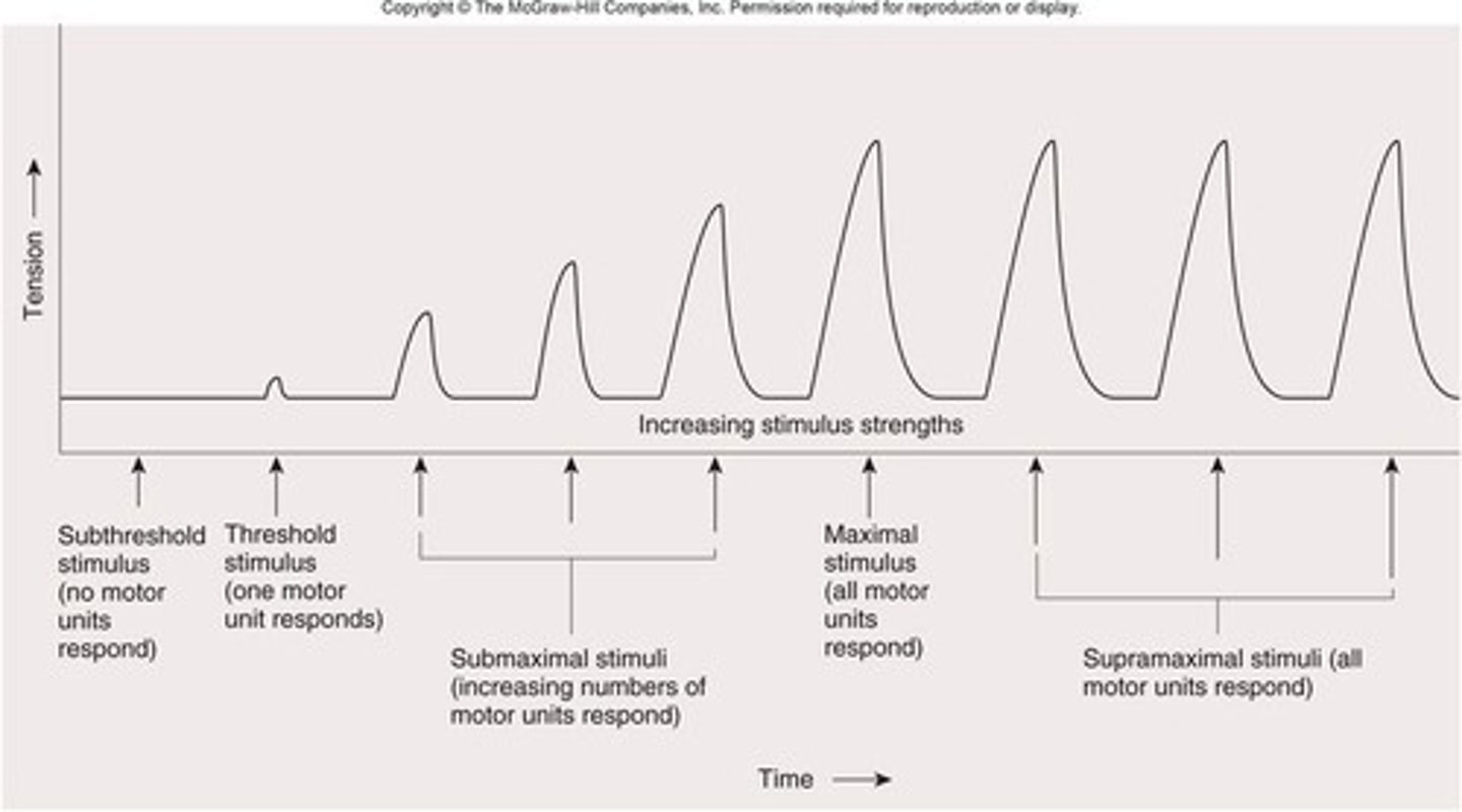 <p>Depends on stimulation frequency, stretch, nutrients.</p>