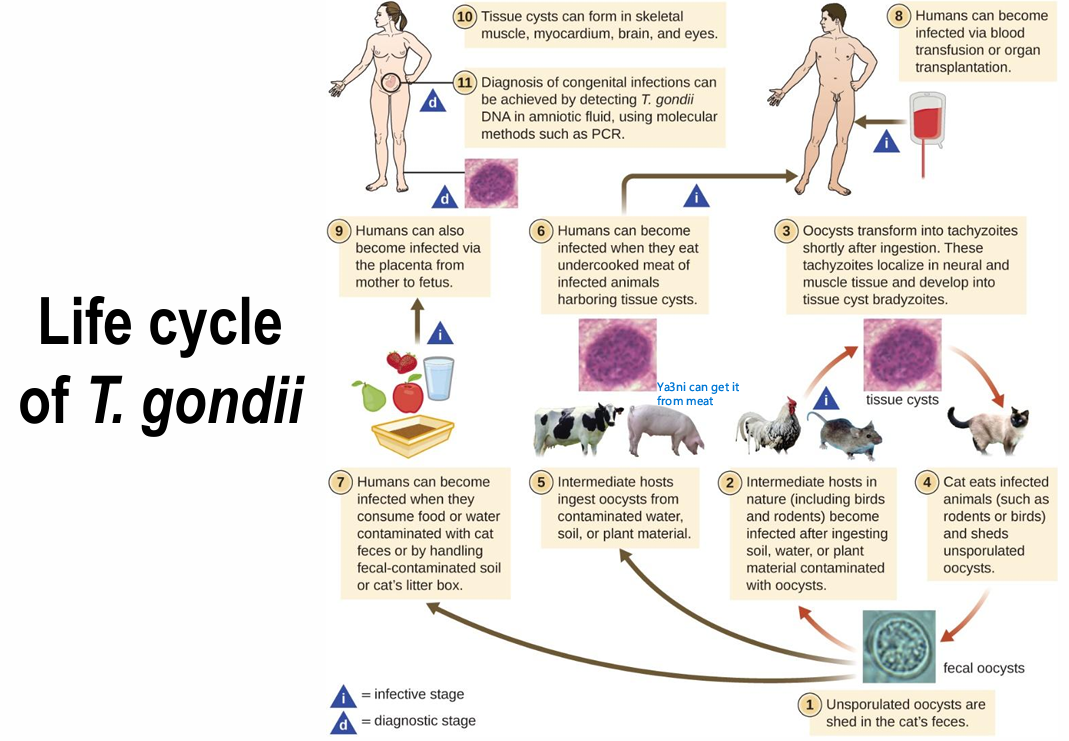 <p><strong><u>Cat - Sexual cycle</u></strong>:</p><ol><li><p>Cat ingests tissue cysts in mice</p></li><li><p>Upon digestion by cat, the cyst wall will dissolve, releasing bradyzoites into the intestines</p></li><li><p>Bradyzoites invade cat enterocytes and start dividing by schizogony</p></li><li><p>Many divisions take place and, and eventually, the schizonts rupture to release Merozoites</p></li><li><p>Merozoites will infect more cells and keep dividing or form micro and macro gametes that may mate inside or outside the enterocytes</p></li><li><p>Fertilization will lead to the formation oocysts </p></li><li><p>Immature oocysts are excreted via feces</p></li><li><p>Maturation takes place in the soil by sporulation</p></li><li><p>1 Mature Oocyst will contain 2 sporocysts, and each sporocyst will contain 8 sporozoites - This is the infectious mature oocyst</p></li></ol><div data-youtube-video=""><iframe width="640" height="480" allowfullscreen="true" autoplay="false" disablekbcontrols="false" enableiframeapi="false" endtime="0" ivloadpolicy="0" loop="false" modestbranding="false" origin="" playlist="" rel="1" src="https://www.youtube.com/embed/wML68MA--Kw?si=ax853n0sL_0y8_Qa" start="0"></iframe></div><div data-type="horizontalRule"><hr></div><p><strong><u>Humans - Asexual</u></strong>:</p><ol><li><p>Ingest Oocyst (cat feces-contaminated food)- > Sporozoite infectious form / Ingest cyst (Raw meat) → Bradyzoite infectious form</p></li><li><p>Both Sporozoites and Bradyzoites will infect enterocytes and give rise to <strong><u>Tachyzoites (Multiply quickly)</u></strong></p></li><li><p>Tachyzoites will move from the intestines to other tissues - Acute phase of toxoplasmosis</p></li><li><p>Tachyzoites infect Macrophages, and replicate by endodyogeny </p></li><li><p>After a few divisions - > Rosette shape + Acidocalcisome accumulation</p></li><li><p>Eventually tachyzoites will be carried to the CNS hematogenously and will invade neurons and transform to bradyzoites intracellularly </p></li><li><p>Bradyzoites will secrete a cyst wall and form tissue cysts an immune evasion mechanism</p></li><li><p>Tissue cysts, can stay dormant for as long as the host is alive, and are the hallmark of toxoplasmosis’s chronic phase</p></li></ol><div data-youtube-video=""><iframe width="640" height="480" allowfullscreen="true" autoplay="false" disablekbcontrols="false" enableiframeapi="false" endtime="0" ivloadpolicy="0" loop="false" modestbranding="false" origin="" playlist="" rel="1" src="https://www.youtube.com/embed/YGTe6Kk9w8E?si=2lReaomg8TbUIYHF" start="0"></iframe></div><p></p>