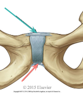 <p>Name these ligaments</p>