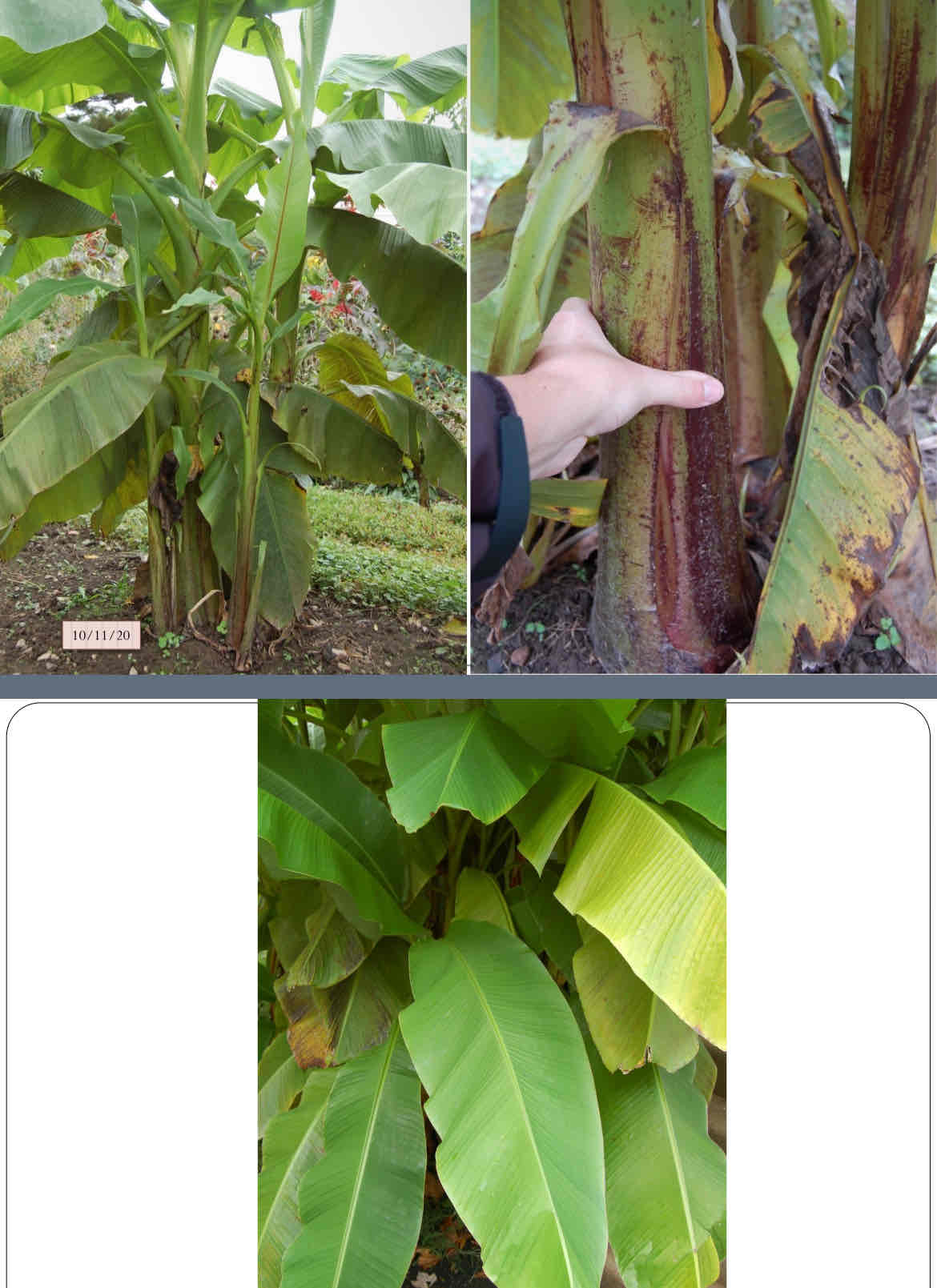 <p>large banana leaves, trunk is made of overlapping leaves, turns black with frost, leaves shred in the wind</p>