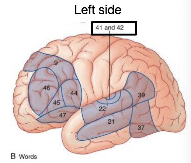 <p>language processing </p><ul><li><p>damage = expressive aphasia (halting effortful speech)</p></li></ul><p></p>