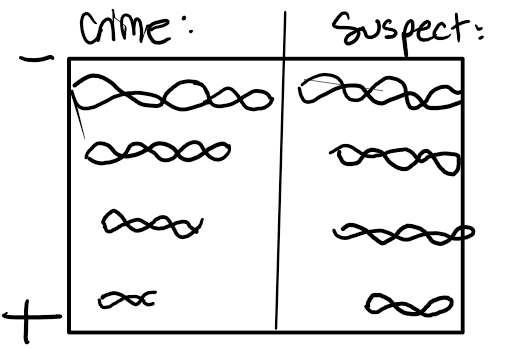 <p>Separate the DNA with pieces by size with a gel electrophoresis machine </p>
