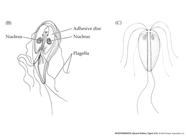 <ul><li><p><em>Order Diplomonadida</em>: <em>Giardia</em> (2 nuclei, 8 flagella, adhesive disc).</p></li><li><p>Causes giardiasis (intestinal illness).</p></li></ul><p></p>