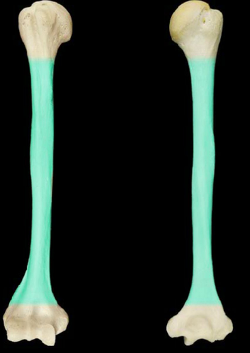 <p>Lateral distal shaft of Humerus</p><p>(Far down the humerus)</p>