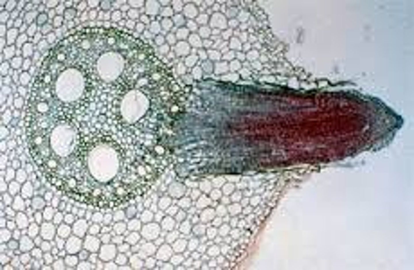 <p>-cortex</p><p>-epidermis</p><p>-pericycle</p><p>-endodermis</p><p>-developing lateral root</p>