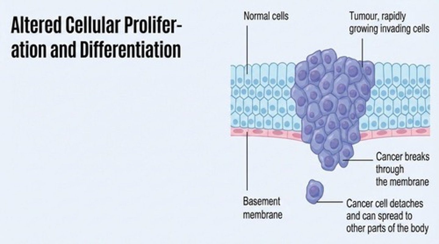 <p>Breaking through the basement membrane.</p>