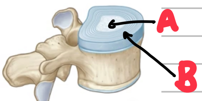 <p>Name these parts of the intervertebral discs. </p>