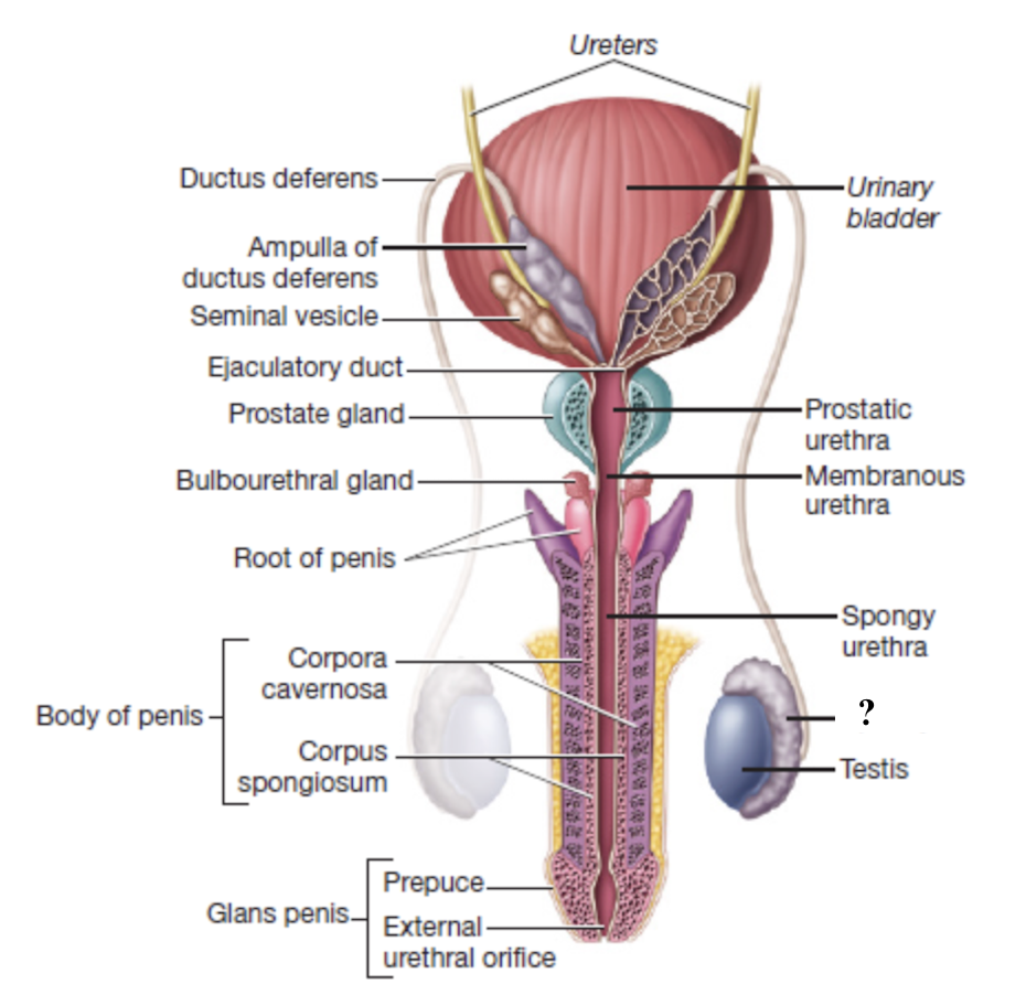 <p>primary site of sperm maturation and storage</p><ul><li><p>had three regions (head, body, tail) that immature sperm migrate through to complete maturation before moving into the ductus deferens </p></li></ul><p></p>