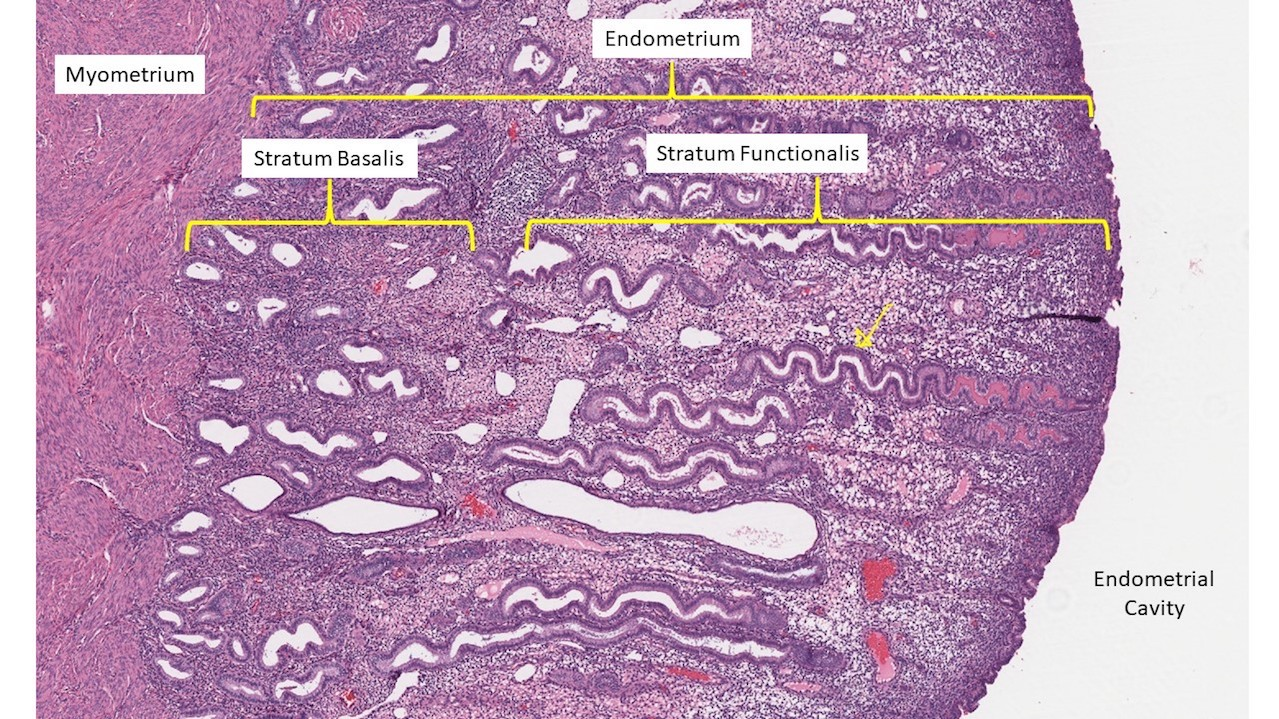 <ul><li><p><strong>Stratum</strong> <strong>functionale</strong></p><ul><li><p>2/3 av endometrium och stöts bort cykliskt</p></li><li><p>Enkelt kolumnärt körtel-epitel </p></li><li><p>Cilierade och icke-cilierade sekretoriska celler</p></li><li><p>Lymfocyter</p></li><li><p>Lamina propria som producerar kollagen</p></li></ul></li><li><p><strong>Stratum</strong> <strong>basale</strong></p><ul><li><p>1/3 av endometrium</p></li><li><p>Bibehålls hela menstrationscykeln </p></li><li><p>Körtlar och kärl</p></li></ul></li></ul>