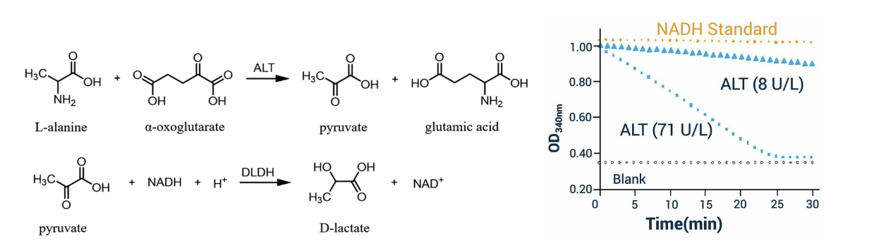 <p>coupled to NADH levels</p><ul><li><p>lactate dehydrogenase (LDH) catalyzes this rxn to convert <strong>pyruvate</strong> to <strong>lactate</strong> and in the process converts <strong>NADH</strong> to <strong>NAD+</strong></p></li><li><p>NADH in solution produces significant absorbance peak to <strong>340 nm</strong> while NAD+ has virtually NO absorbance at this wavelength</p></li><li><p>measuring absorbance at 340 nm indicates NADH levels → proxy for ALT activity</p></li></ul><p></p>