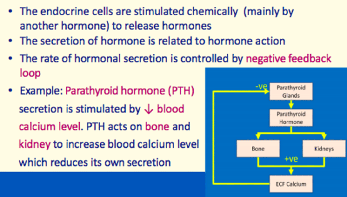 <p>1) PTH secretion is stimulated by decreased blood calcium level </p><p>2) PTH acts on bone and kidney to increase blood calcium level</p><p>3) Increased blood calcium level reduces PTH's own secretion </p>