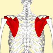 <p>flat triangular bone on the upper posterior thorax </p><p></p>