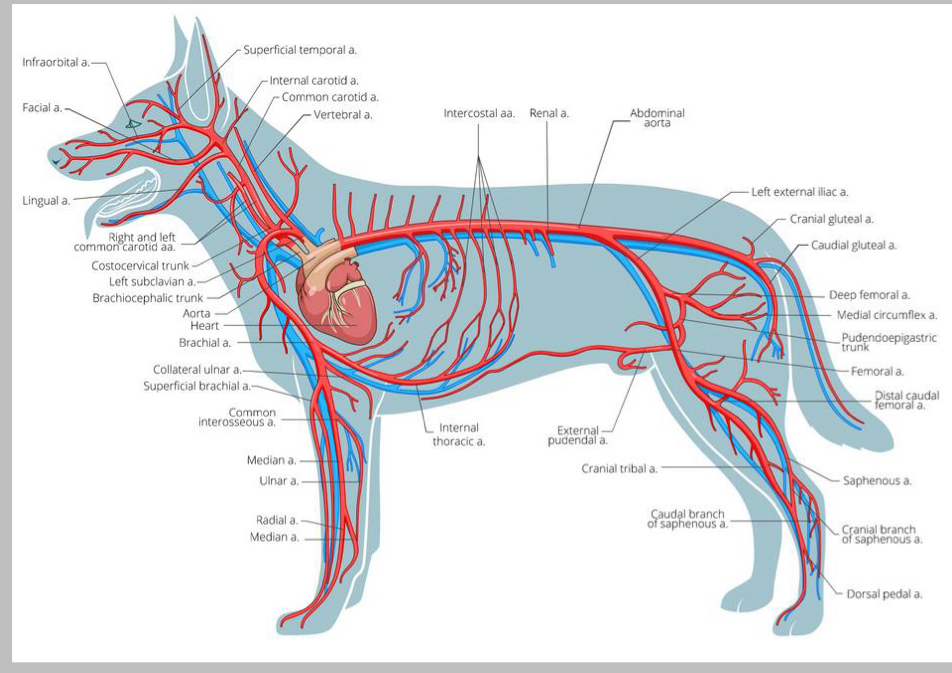 <p>What is venous ?</p>