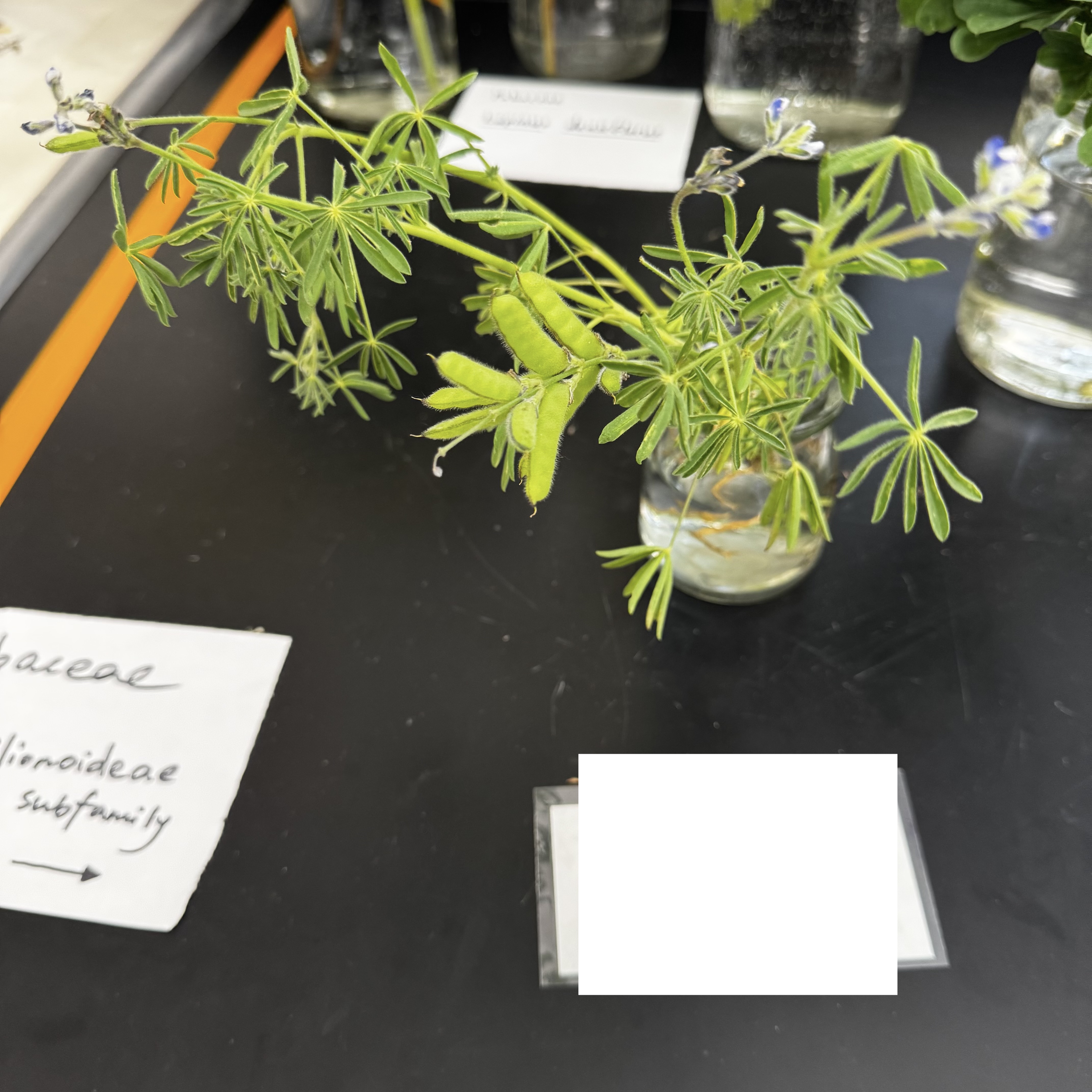 <p>What order, family, and genus?</p>