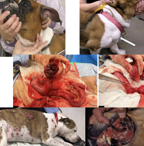 <p><strong>- Multicentric (multiple lymph nodes) = 80-84% of total cases</strong></p><p><strong>- Gastrointestinal = 5-7%</strong></p><p><strong>- Mediastinal = 5%</strong></p><p>- Cutaneous</p><p>- Hepatosplenic</p><p>- Other extranodal sites - nasal, bone, CNS, ocular, etc.</p>