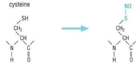 <p>cysteine</p><p>enzyme: </p><p>substrate: NO</p>