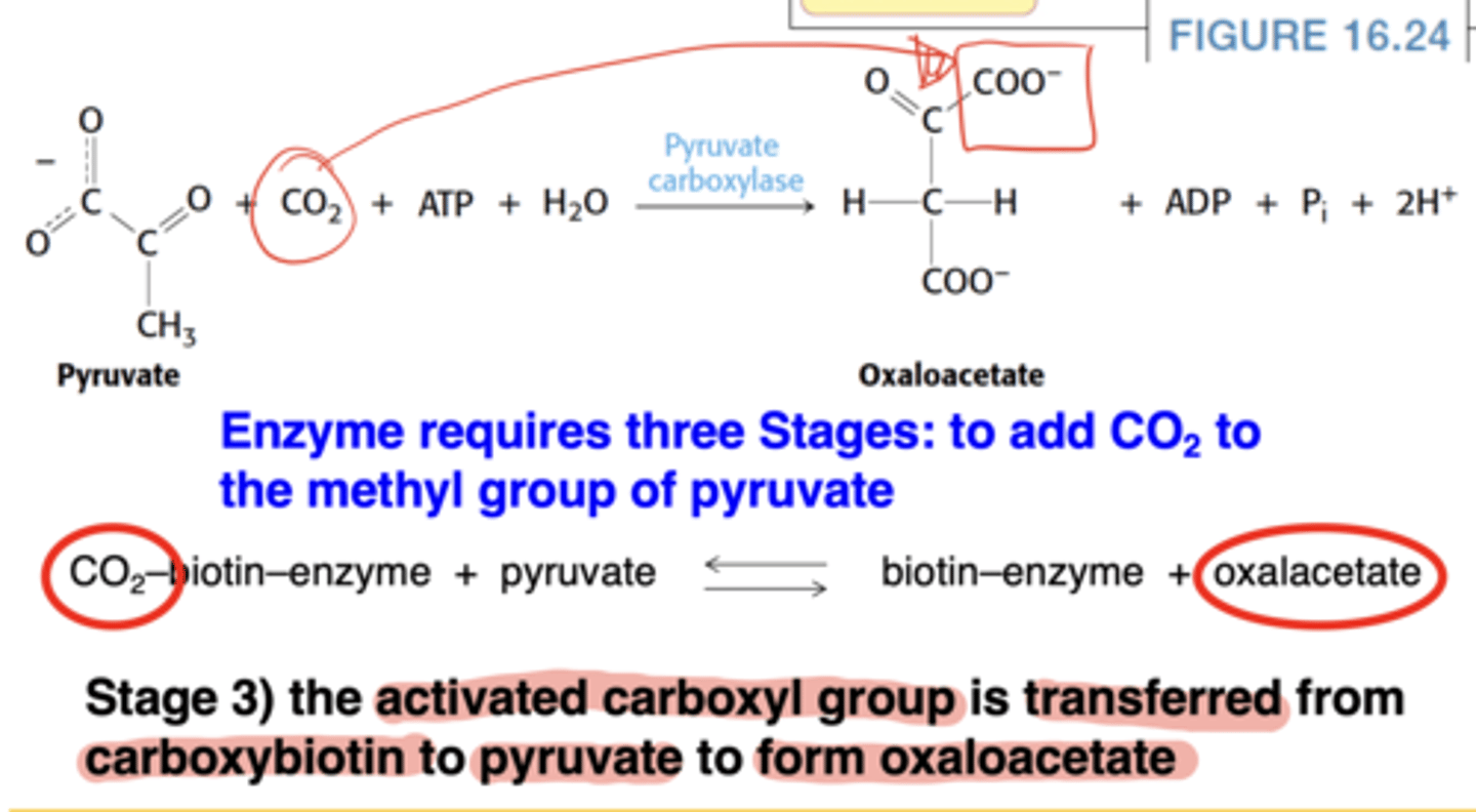 <p>Carboxyl group transferred from biotin to pyruvate → oxaloacetate</p>
