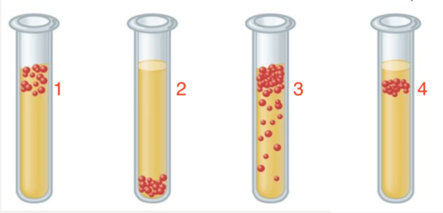 <p>which bacteria is microaerophile?</p>