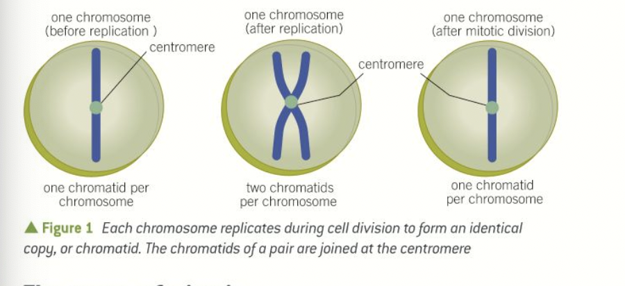 <ul><li><p>all of the DNA in the nucleus is replicated </p></li><li><p>each chromosome is converted into two identical DNA molecules, called chromatids</p></li><li><p>the two chromatids are joined together at a region called the centromere</p></li><li><p>it is necessary to keep the chromatids together during mitosis so they can be precisely manoeuvred and segregated equally.</p></li></ul>