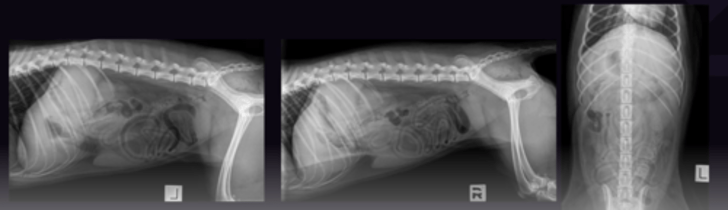 <p>1. Left Lateral, Right Lateral, Ventro-Dorsal</p><p>2. Makes Abdomen very hard to interpret</p>