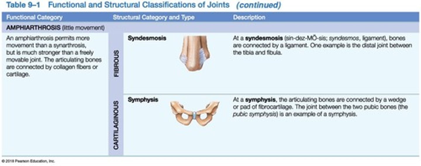 <p>Bones united by cartilage, varying mobility.</p>