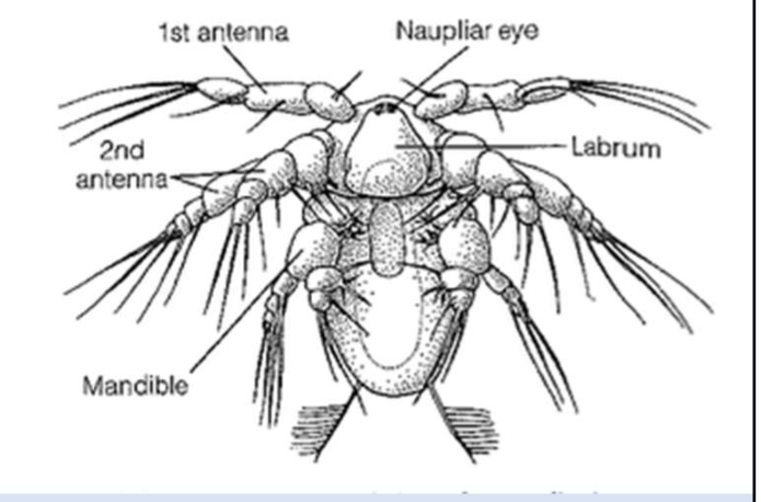 <p>Barnacle larva </p>