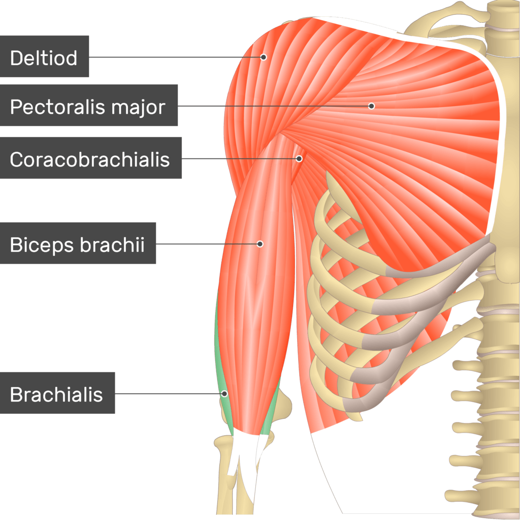 <p>O: distal anterior surface of humerus</p><p>I: coronoid process of ulna</p><p>A: flex arm</p><p>(deep to biceps brachii)</p>