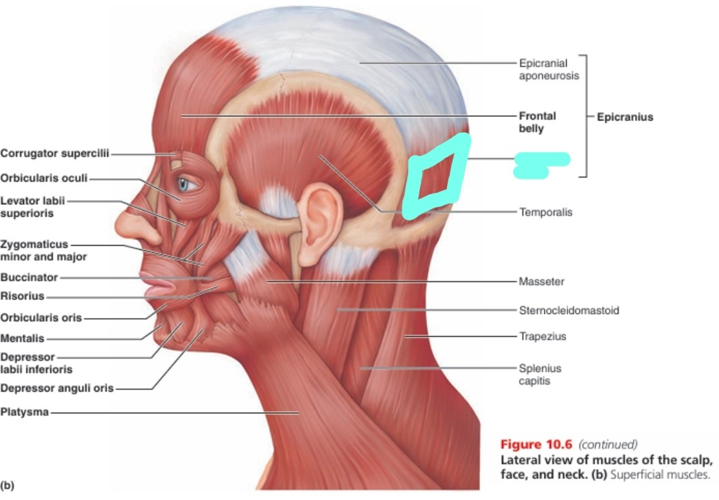 <p>epicranius muscle 뒷 부분<br>-origin</p>