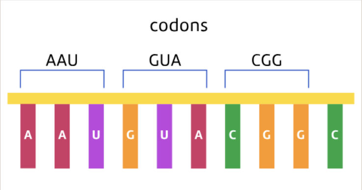 <ul><li><p><span style="font-family: &quot;Proxima Nova&quot;, sans-serif">The bases in the RNA strand provide <strong>instructions</strong> for building a specific protein</span></p></li><li><p><span style="font-family: &quot;Proxima Nova&quot;, sans-serif">The cell "reads" the bases of the RNA in groups of three.&nbsp;</span></p></li><li><p><span style="font-family: &quot;Proxima Nova&quot;, sans-serif">Each group of three bases is called a <strong>codon</strong>.&nbsp;</span></p></li><li><p><span style="font-family: &quot;Proxima Nova&quot;, sans-serif">Codons "code" for amino acids.</span></p></li></ul><p></p>