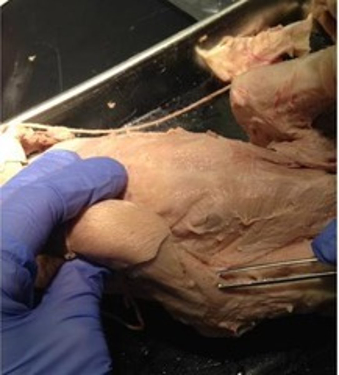 knowt flashcard image