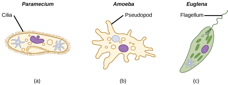 Left to Right: Ciliate, Sarcodina, Zooflagellate