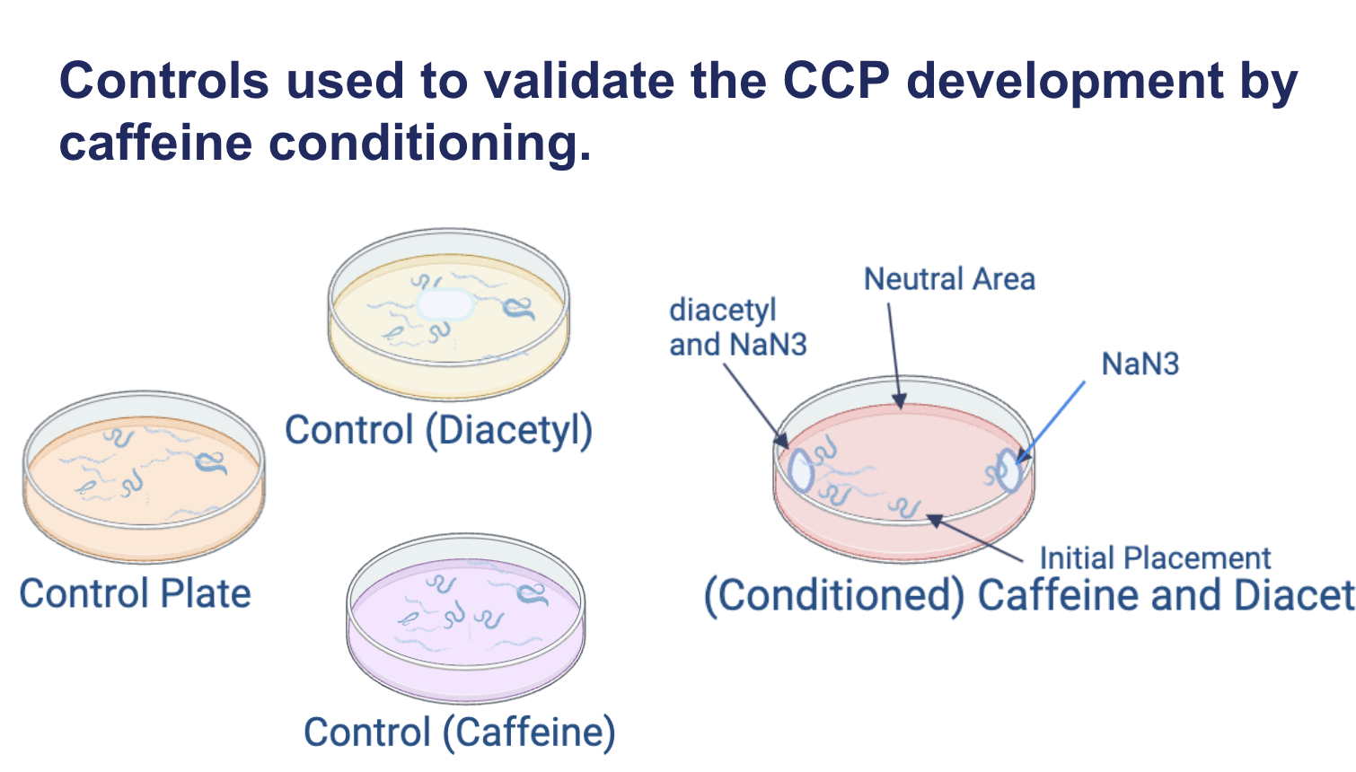 <p><span><strong>Controls used to validate the CCP development by caffeine conditioning.</strong></span></p>