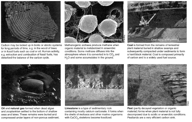 <p>Due to acidic and anaerobic conditions in some wetlands/swamps, saprotrophs are unable to fully break down organic matter so overtime it forms thick deposits called peat.  Layers on top of the peat plus time, pressure and heat and it forms coal. Silt, sediment and organic matter can be deposited in shallow seas but again, the anaerobic conditions can prevent the organic matter from being fully decomposed. The silt converts to rock and organic matter forms coal, oil or gas deposits</p>